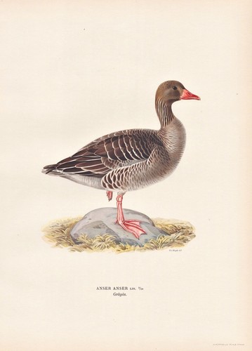 Graugans greylag goose - , gans