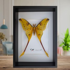 Insectrum Framed Comet Moth