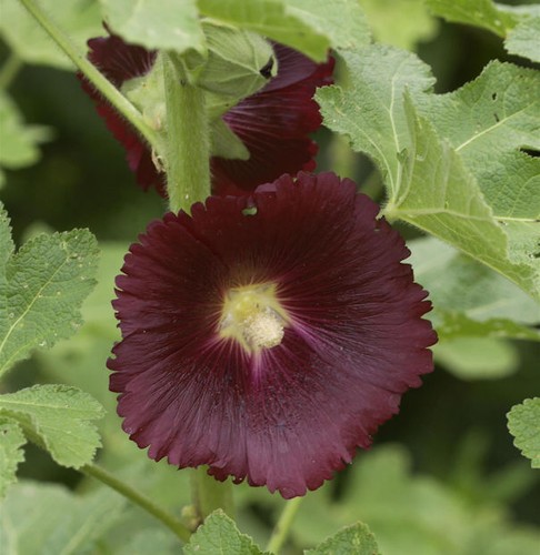 Schwarze stockrose alcea - schwarze,