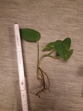 Efeu Efeutute panaschiert