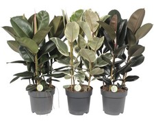 Gummibaum Mix FloraSelf Ficus elastica H ca. 100 cm Ø 27 cm Topf zufällige Sorte