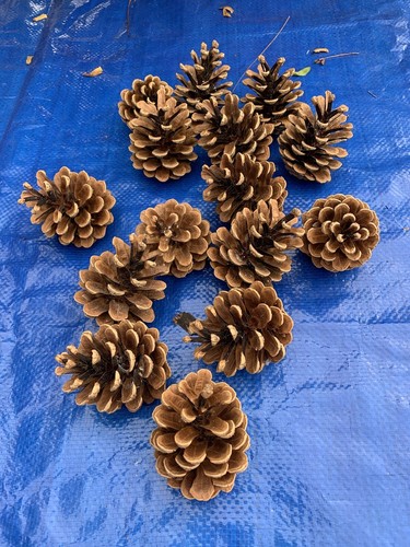 Tannenzapfen 8 cm - tannenzapfen, x