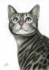 Tabby Kitten  cat Tiger Katze