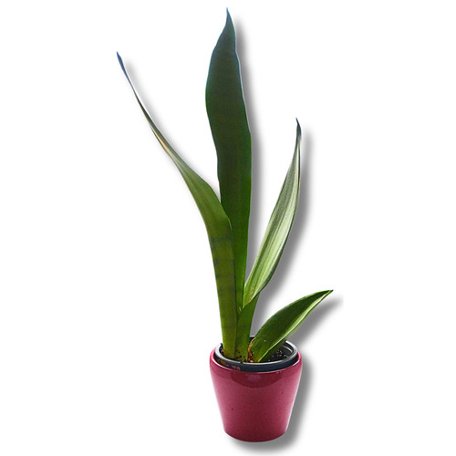 Bogenhanf - , (sansevieria)
