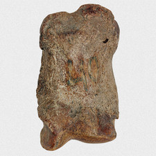 Fossil Steppenbison Fesselbein