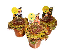 Sempervivum Hacombe Ruby Hauswurz Züchtersorte Steingartenpflanzen 3x winterhart