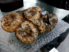 congeria subglobosa ammonit