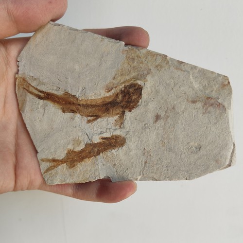 Original lycoptera fossil - original,