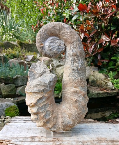 Fossil ancyloceras ammonit - fossil,