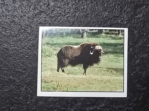 Panini wwf bedrohte tierwelt - wwf,