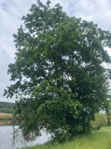 Samen spitzahorn acer - samen, (acer