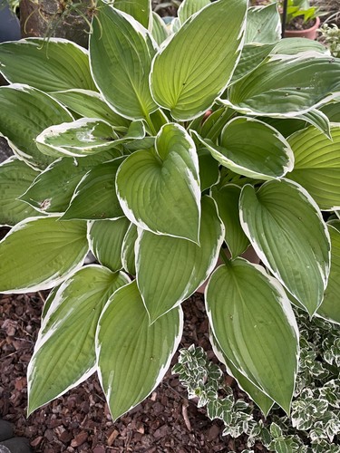Funkien hosta ableger - hosta,