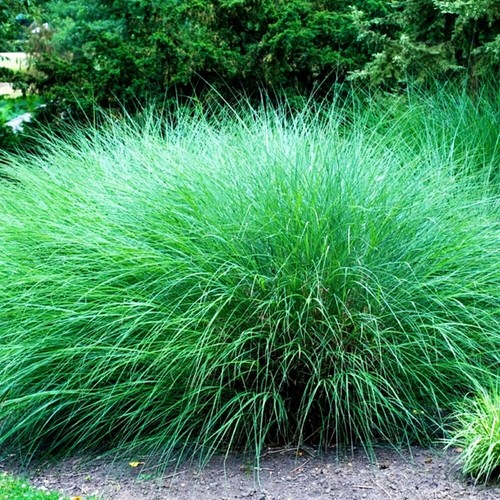 Miscanthus sinensis - , "
