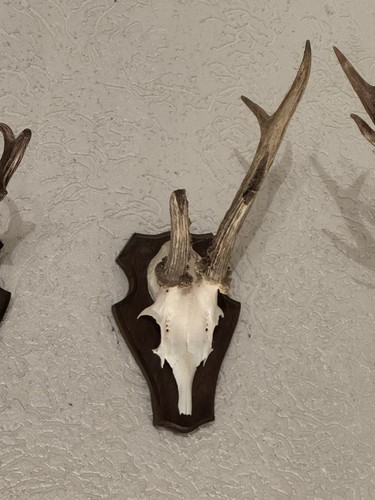 Rehgeweih trophäe rehbock - trophäe,