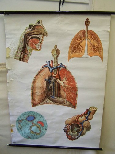 Alte anatomie lehrtafel - alte,