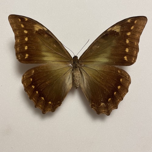 Entomologie*Morpho
