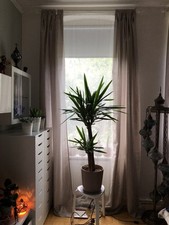 Vorhänge Gardinenschal????Lichtdurchlässig Halbdunkel Gr. 300x145 cm 4 Stück