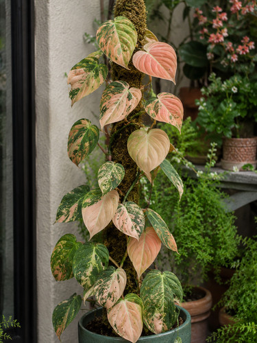 2705xu philodendron - cg,