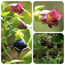 Tollkirsche atropa bella donna - tollkirsche,