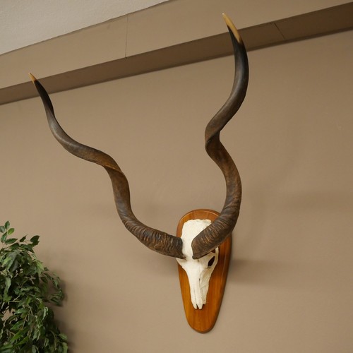 Kudu tragelaphus - kudu, (tragelaphus