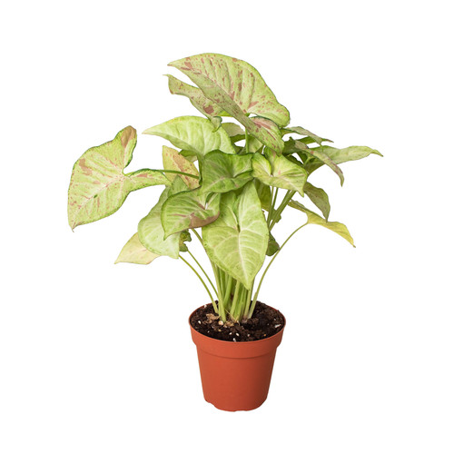 Syngonium confetti - syngonium, 'confetti'