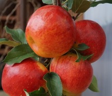 Apfelbaum `Elstar ®´