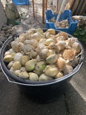 Elefantenknoblauch 10 Zehen