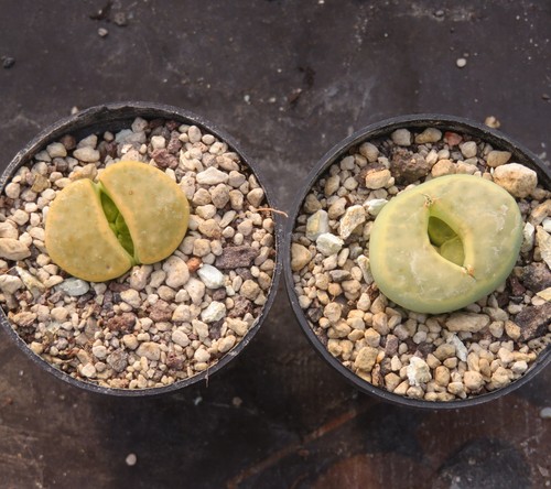 Lithops dinteri cv - 1x,