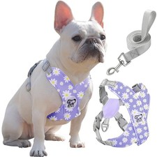 Hundegeschirr Set mit Leine