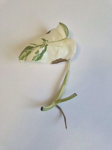 Seltene monstera deliciosa - seltene,