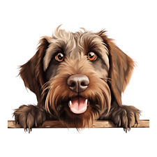 XXL Griffon Korthals Auto