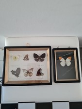 2 Schaukästen Schmetterlinge, Holz mit Aufhängung, 32x26cm und 17x23cm