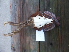 abnormes Rehbock Geweih / echtes Rehgeweih / abnormes Rehgehörn / Geweih 26