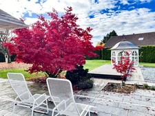 Acer palmatum 'Beni Maiko' /