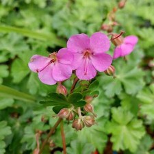 Geranium Berggarten Storchschnabel rosa Blüten winterhart