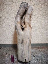 Baumstamm Schwemmholz hohl mit