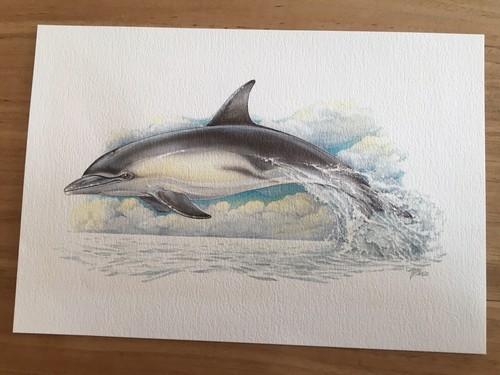 Delphin delfin tiere - delfin,