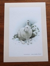 SCHNEEHASE * Lepus timidus . Kunstdruck . Poster . Bild. Dekoration