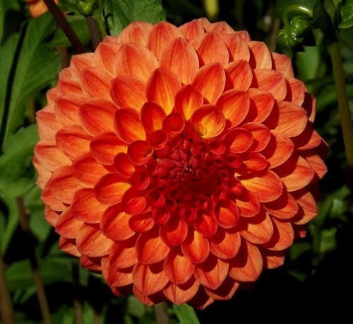 Dahlien - @,
