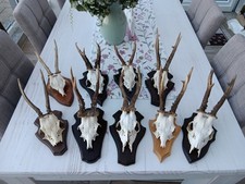 9 x Rehgeweihe Geweihe Deko