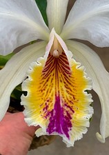 Cattleya mossiae hybride new - mossiae,