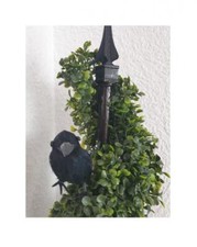 Rabe raben vogel - rabe,