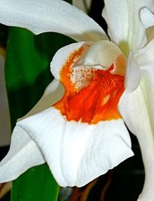 Coelogyne Orange Lip Dream Hybride NEW Orchidee Orchideen Cattleya