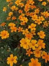 Tagerine-Tagetes-Studenten