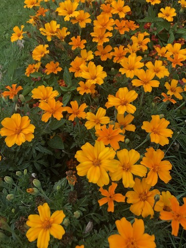 Tagerine-Tagetes-Studenten
