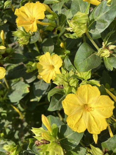 Wunderblume gelb mirabilis - gelb,