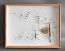 Stabschrecke  Stabschrecken