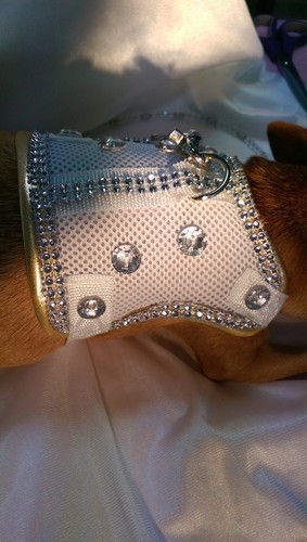 Hundegeschirr weiß gold - ,