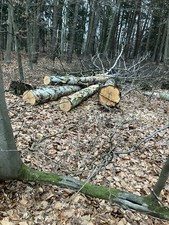 Feuerholz Brennholz Birke