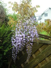 30  Samen   Blauregen - Glyzinie Samen, absolut blühfreudiges Exemplare